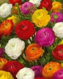 Bulbs Are Easy, Ranunculus Spring Bulbs, Assorted Varieties, Home Garden