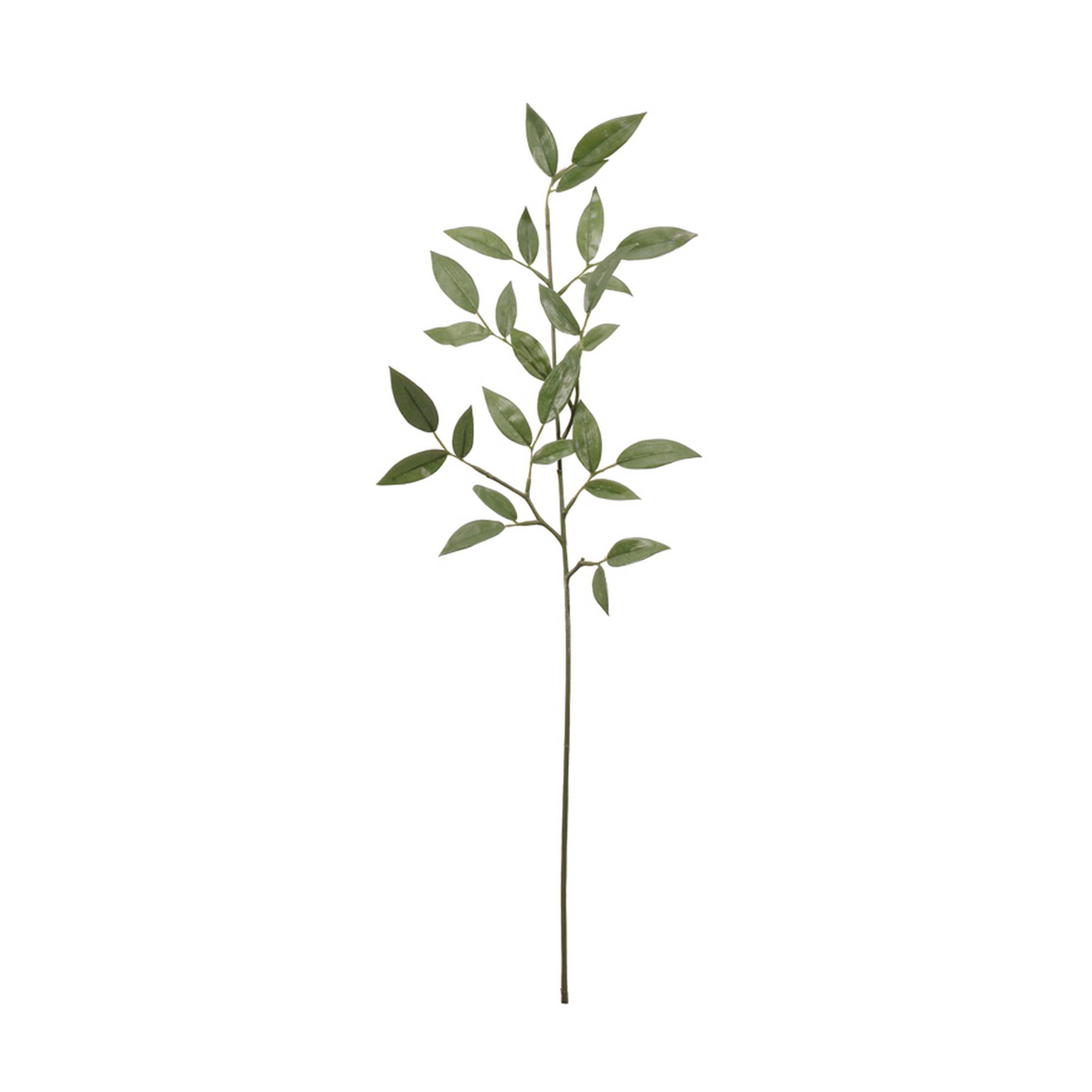 Ruscus Spray 72cm
