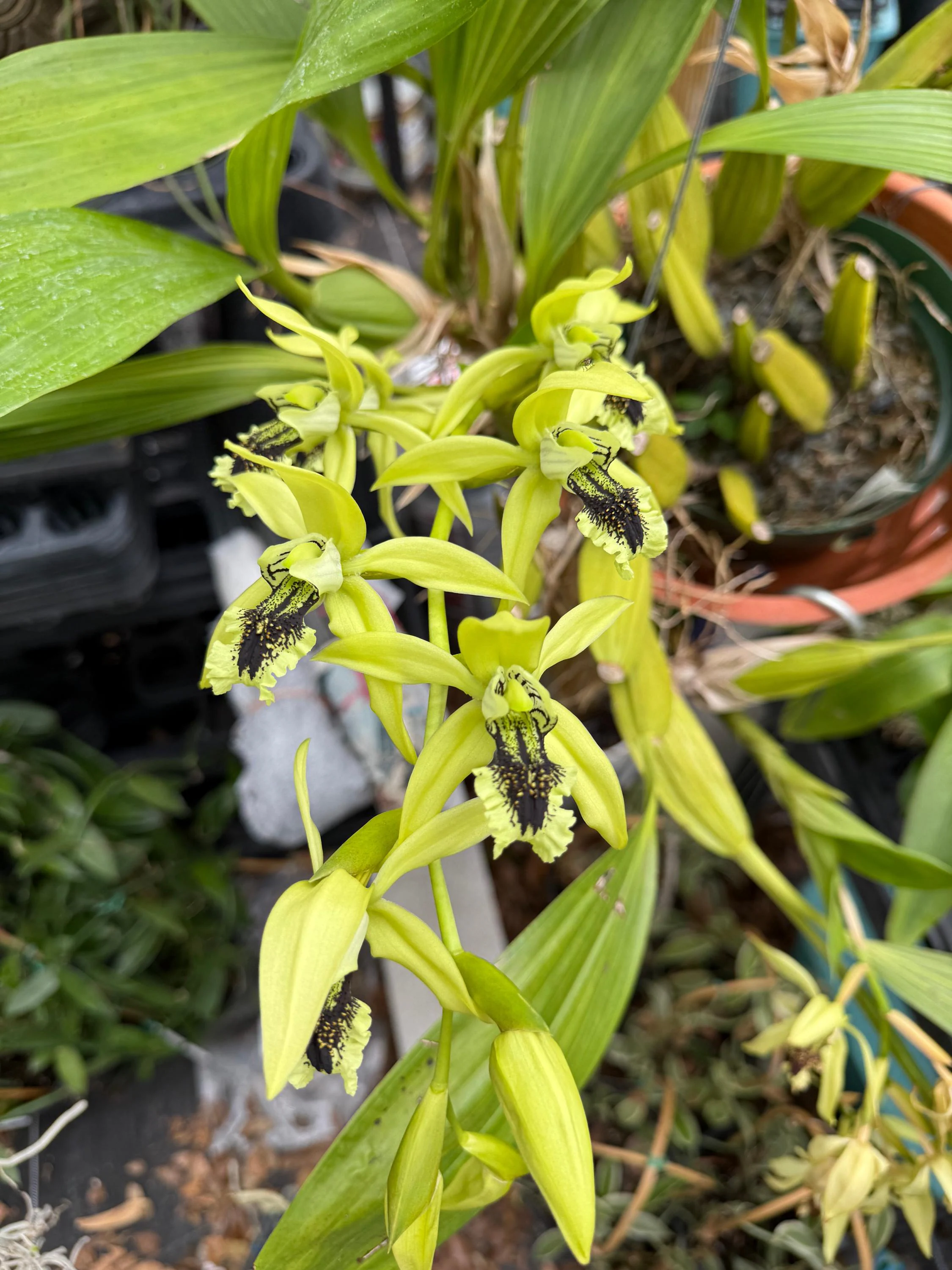 Coelegyne pandurata
