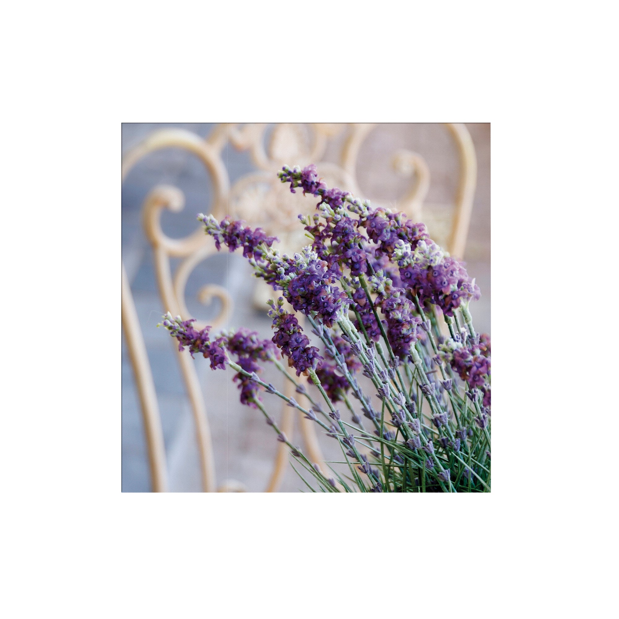 Art for the Home Buitencanvas - Lavendel Harmonie - 50x50cm