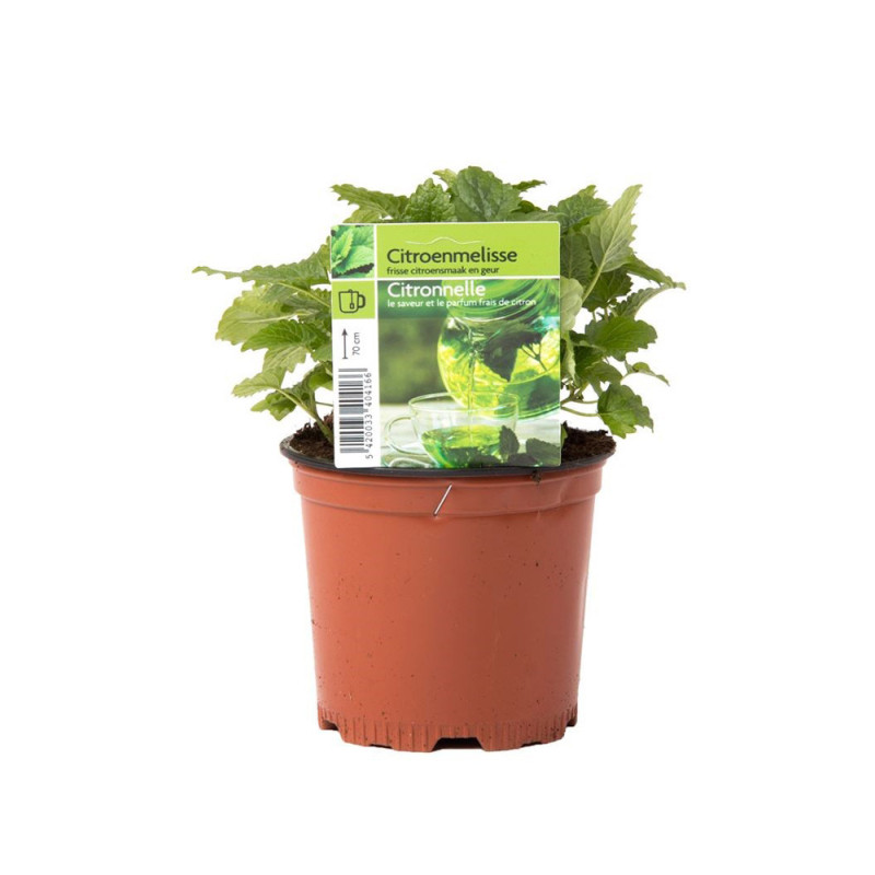 Citronnelle en pot