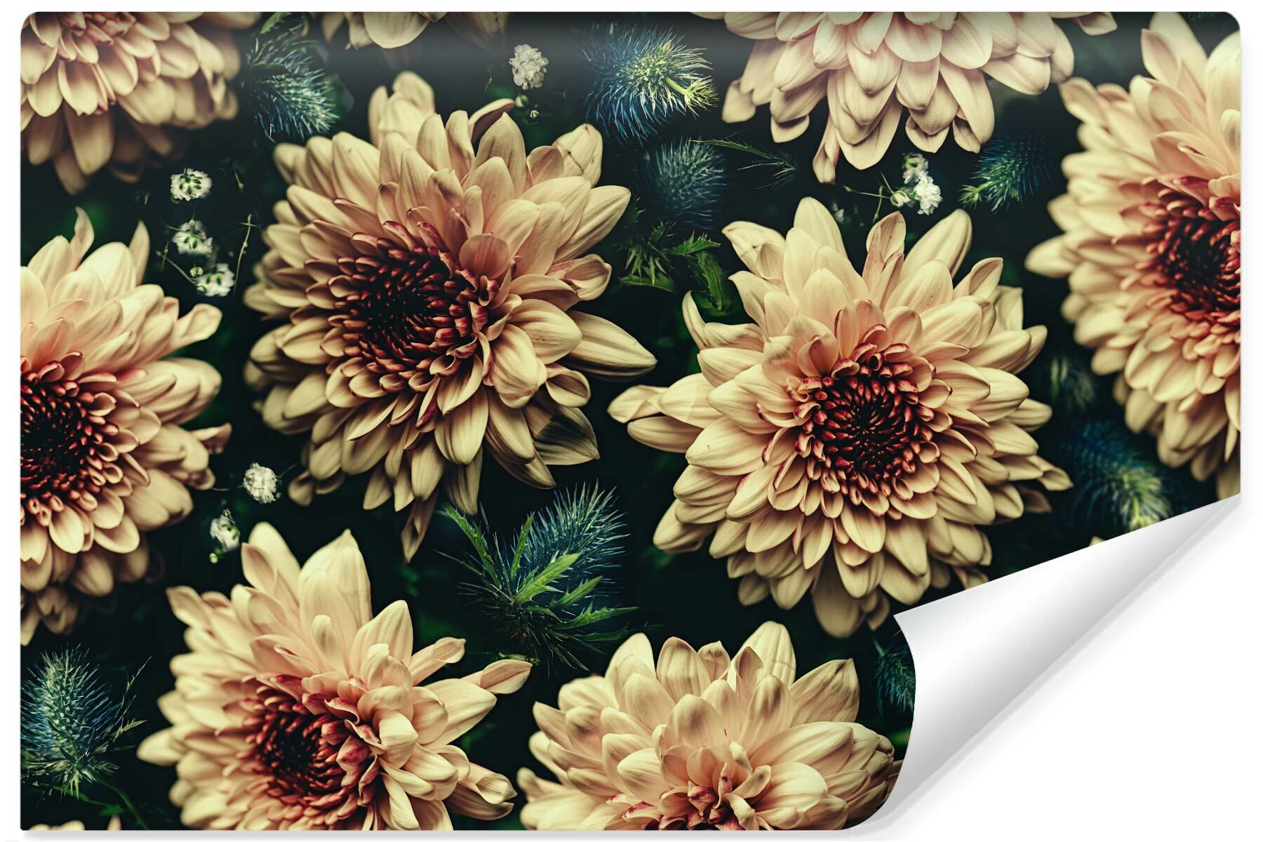 Fototapeta Barwne Chryzantemy Kwiaty Efekt 3D 90x60cm