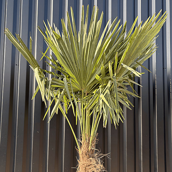 Palmier Trachycarpus Fortunei Tronc De 80/100 Cm, H.220 Cm Pot 55 Litres