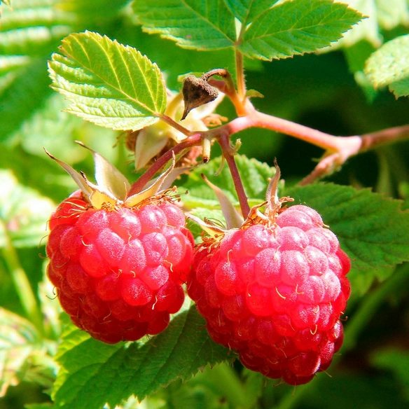 Pflanze »Rubus idaeus«, Autumn Belle, rot, mehrjährig
