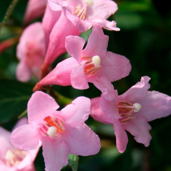 Weigelie, mehrjaehrig, rosa