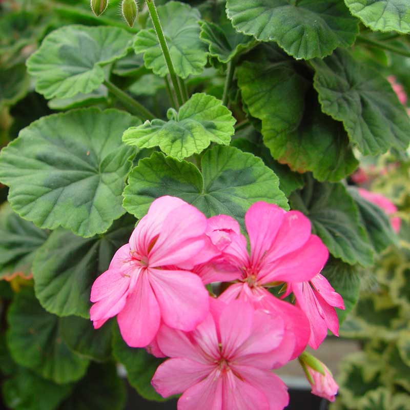 Zonalpelargon 'Warrion'