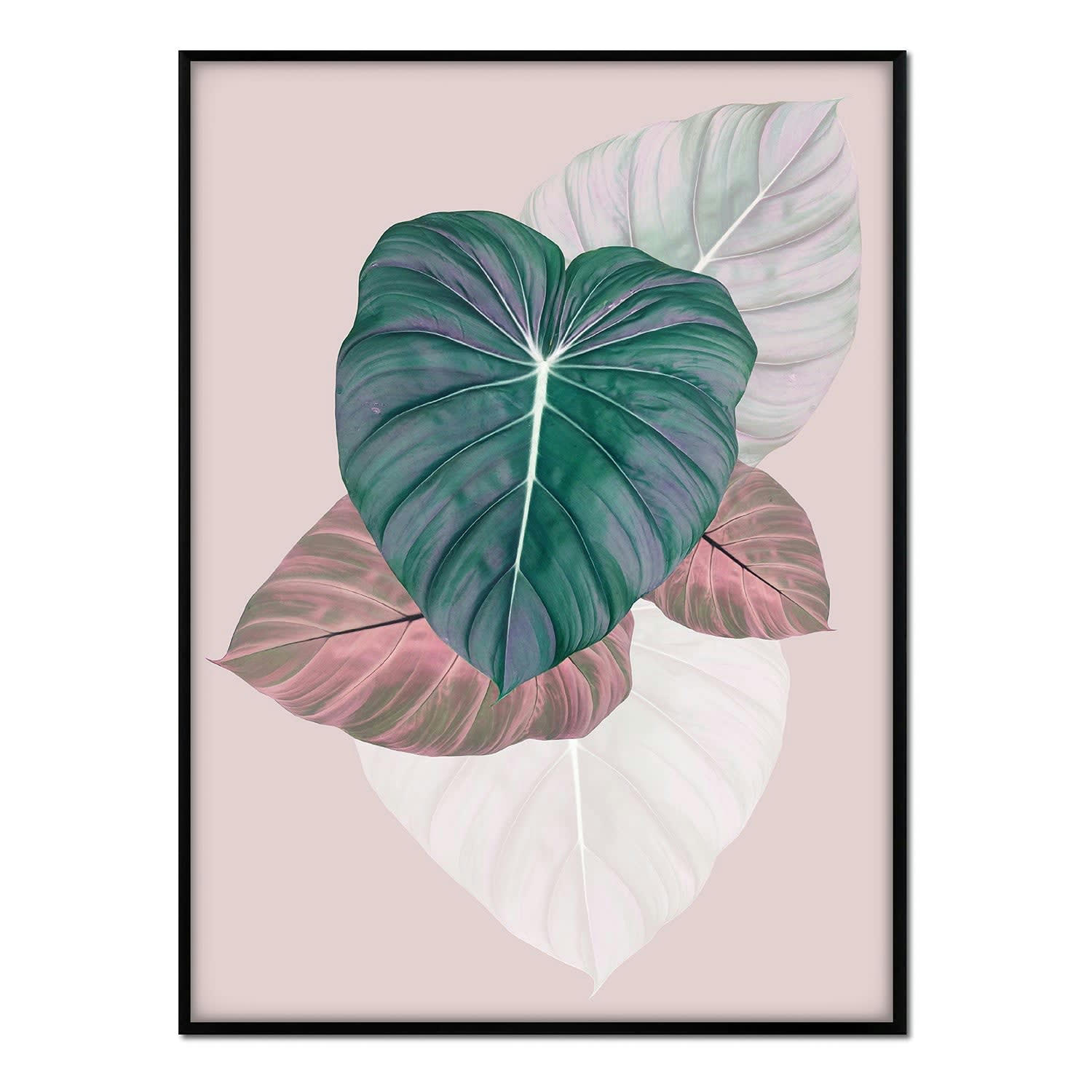 PLANTAS - Affiche avec cadre noir - Feuilles trois couleurs - 50x70