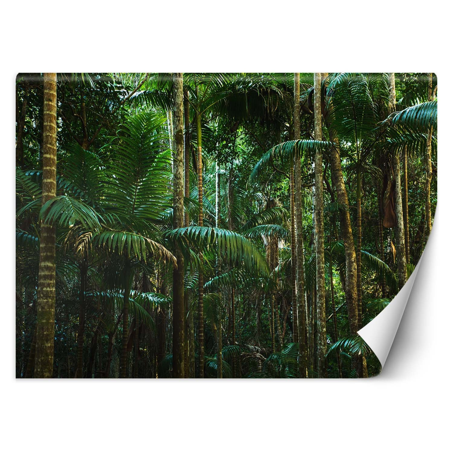Feeby Fototapeta, Las tropikalny natura 150x105