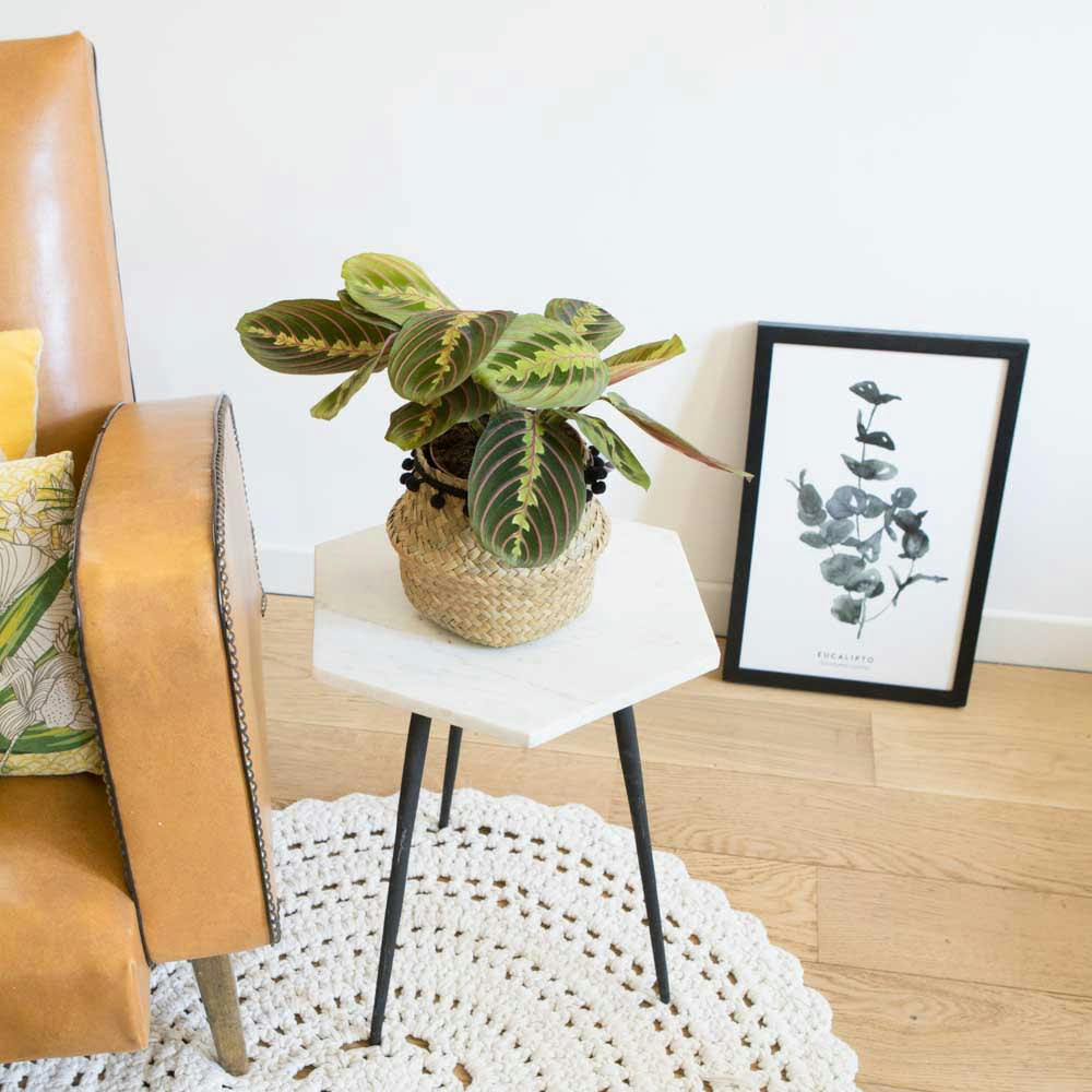 MARENTA - Plante prière avec cache-pot