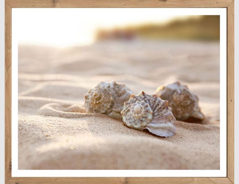 Bild Muscheln im Sand