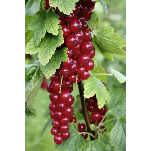 Rote Johannisbeere, Ribes rubrum »Rovada«, Frucht: rot, zum Verzehr geeignet