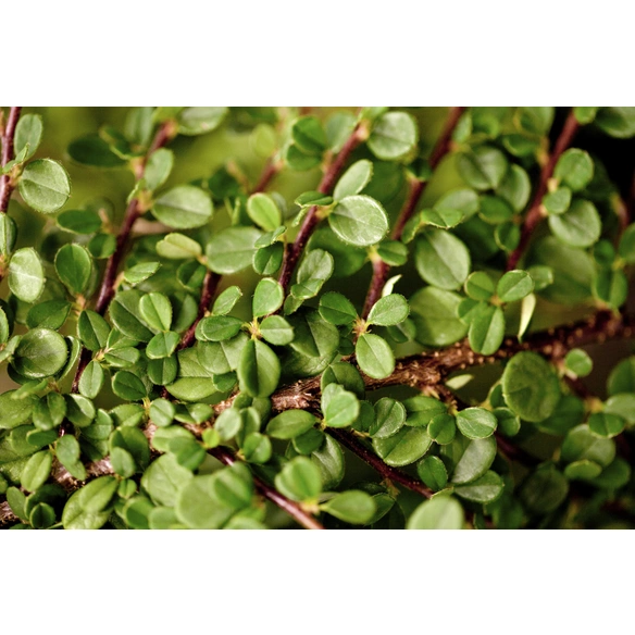 Zwergmispel, Cotoneaster Procumbens »Streibs Findling«, weiß, winterhart
