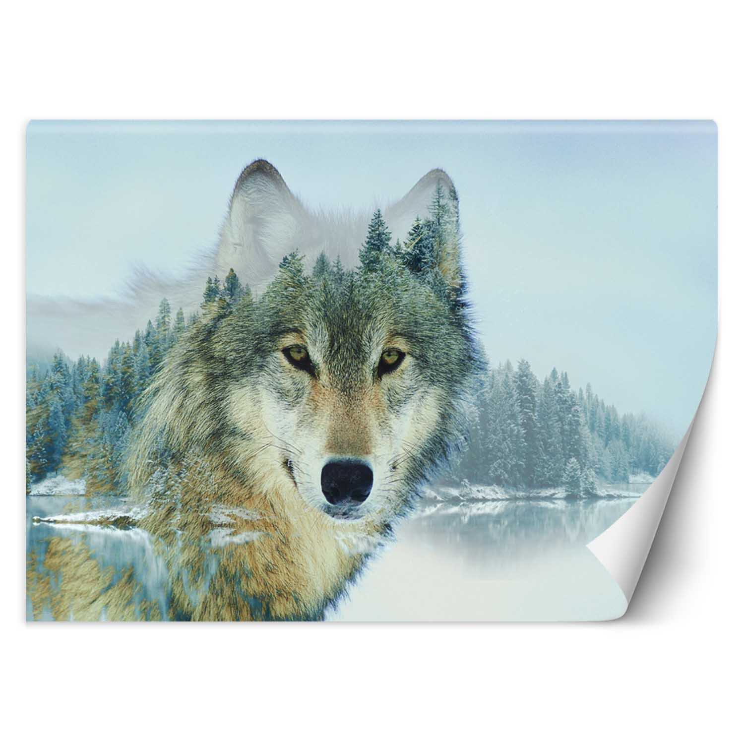 Feeby Fototapeta, Wilk jezioro 150x105