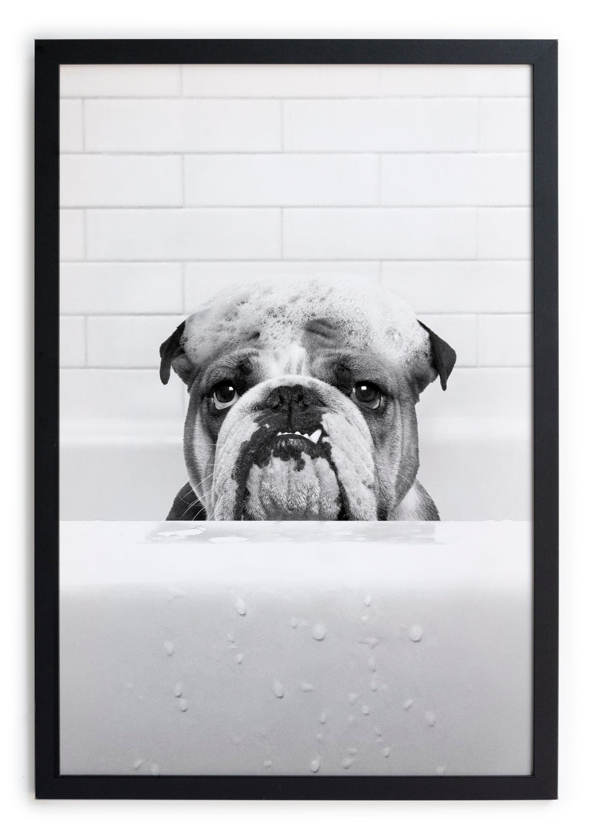 Zwarte lijst met kader 40x30 Bulldog in het bad