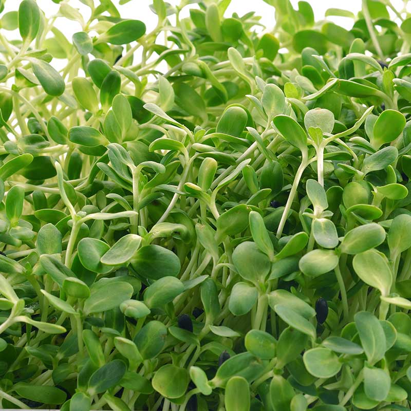 Mikroblad Solrosskott, storpack 100 g