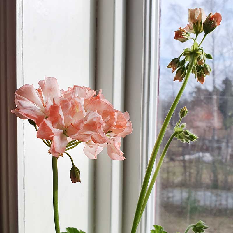 Zonalpelargon 'Alice'