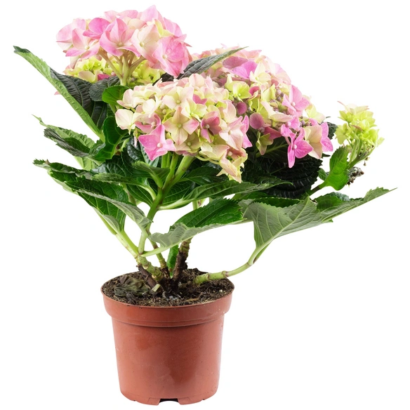 Blühpflanze Hortensie macrophylla, rosa