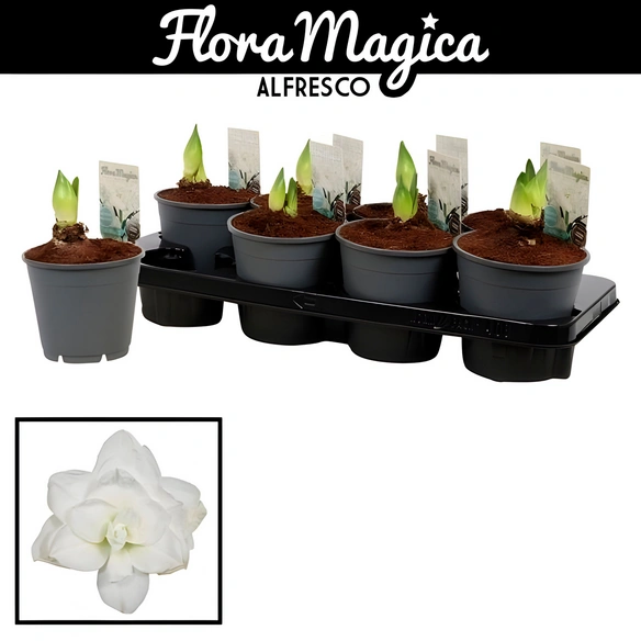 Ritterstern, Amaryllis Hybriden »Mix«, Blütenfarbe: weiß