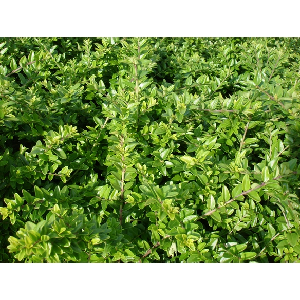 Heckenkirsche, Lonicera nitida, Blattfarbe: grün