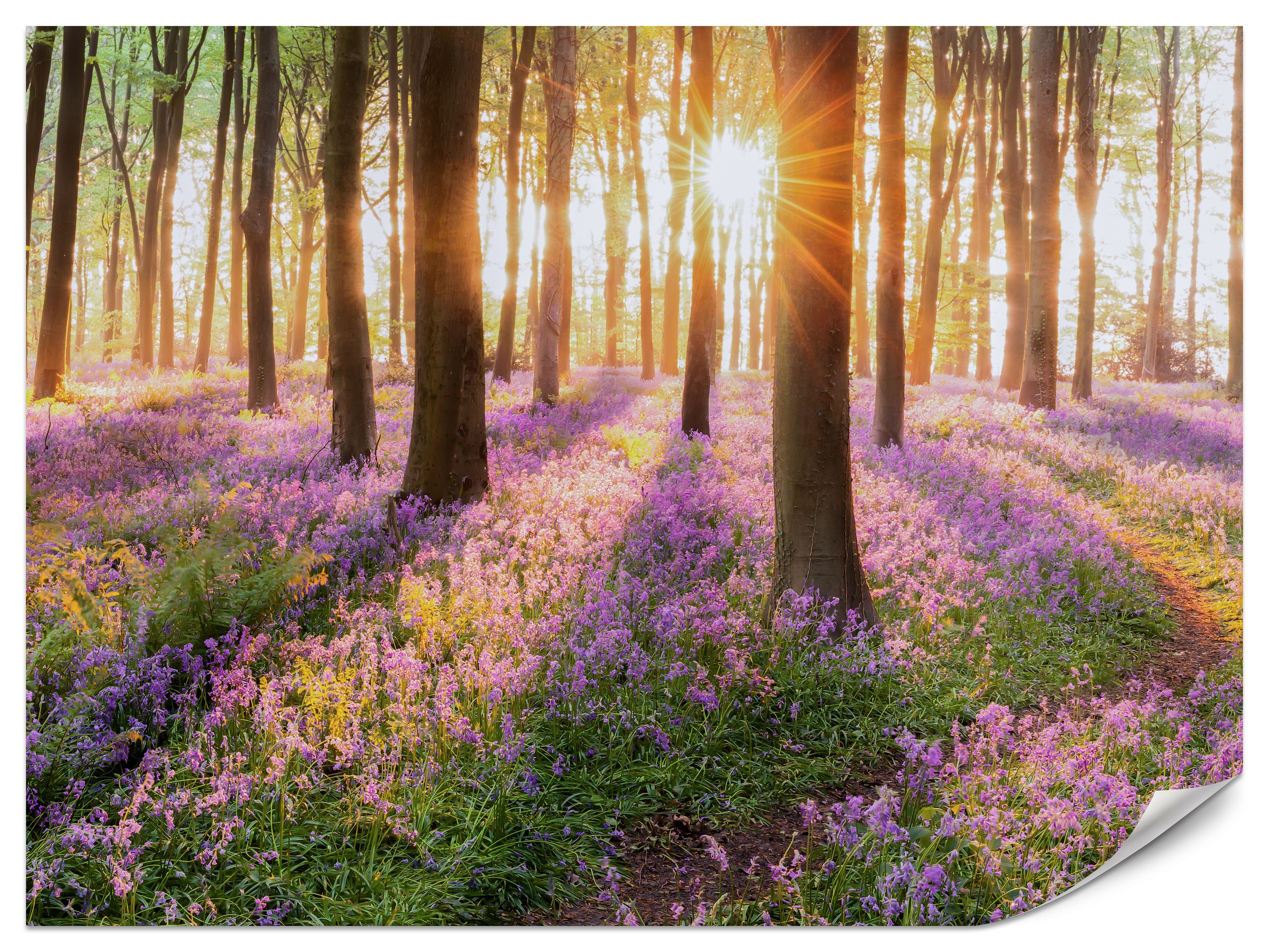 Fototapeta Wschód słońca w kolorowym lesie 100x70cm
