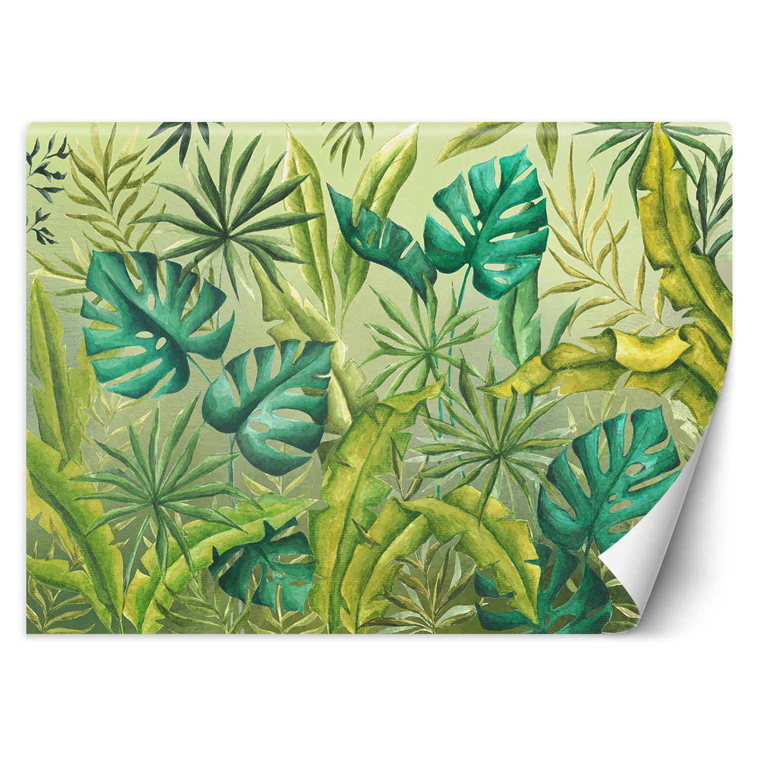 Feeby Fototapeta, Liście Monstera 150x105