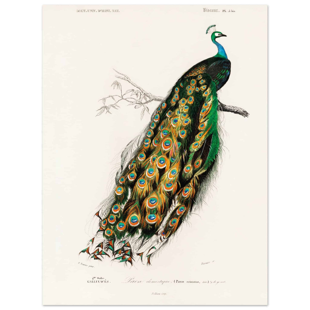 Artfulprints Poster Charles Dessalines d'Orbigny - Indian peafowl (pavo cristatus)  - 30x40 cm - Groen