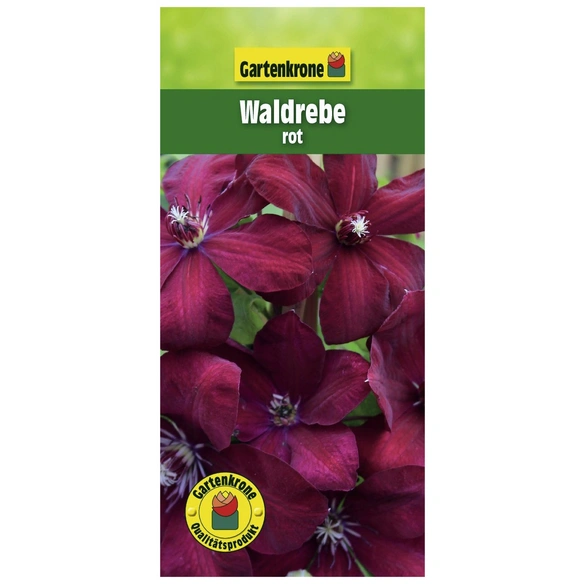 Waldrebe, Clematis »Rot«, Blüte: rot