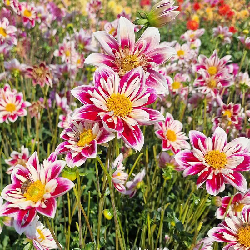 Halskråsdahlia 'Fashion Monger'