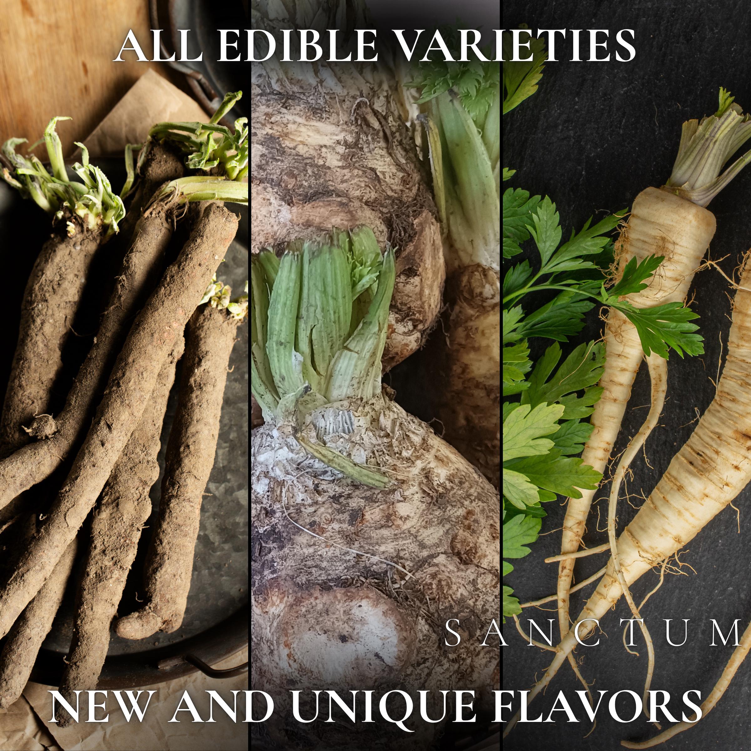 Forgotten Roots Garden Seed Collection | 4 Rare Edible Heritage Crops | Salsify, Scorzonera Seeds