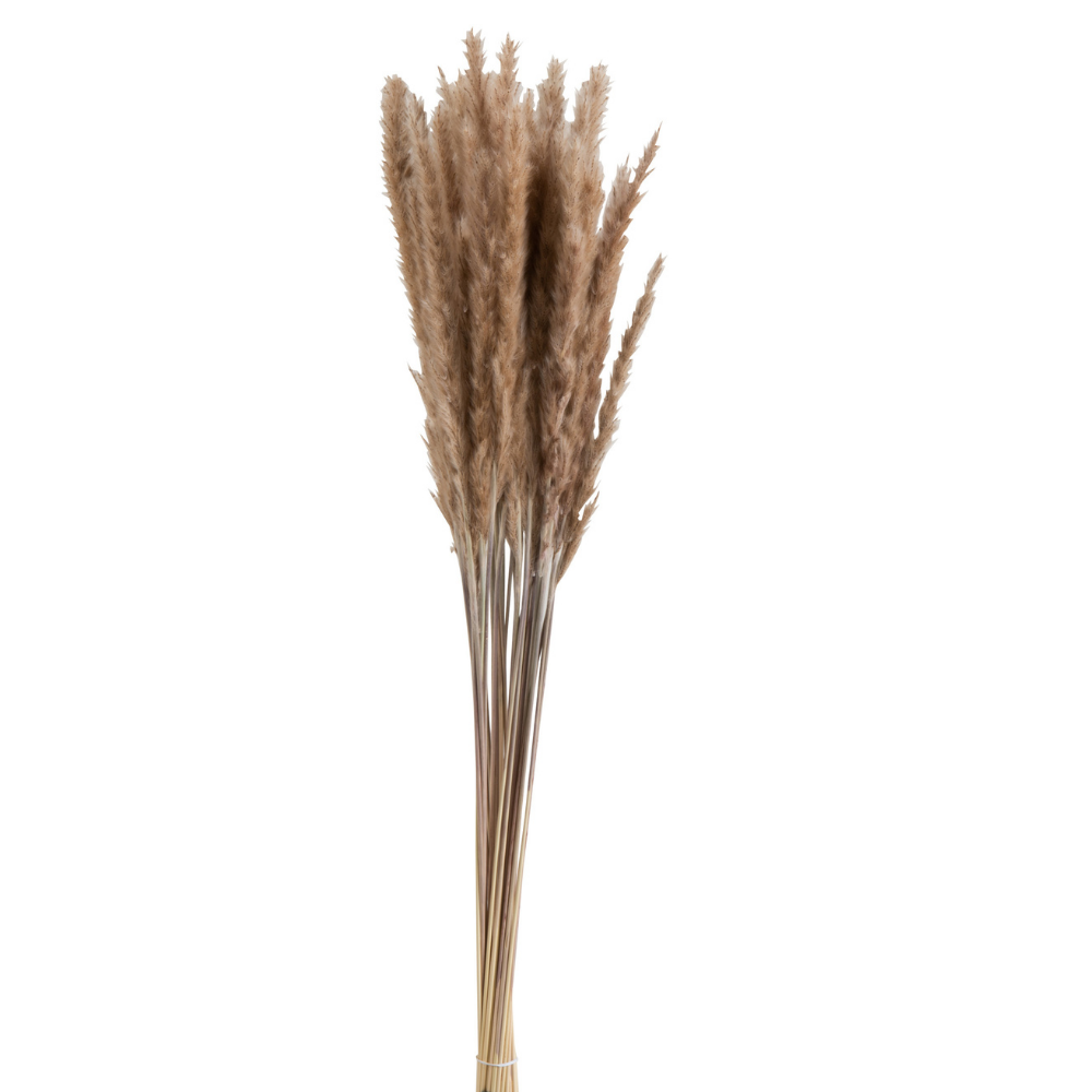 J-Line droogbloemen Bundel Pennisetum - gedroogd gras - bruin - 2 stuks