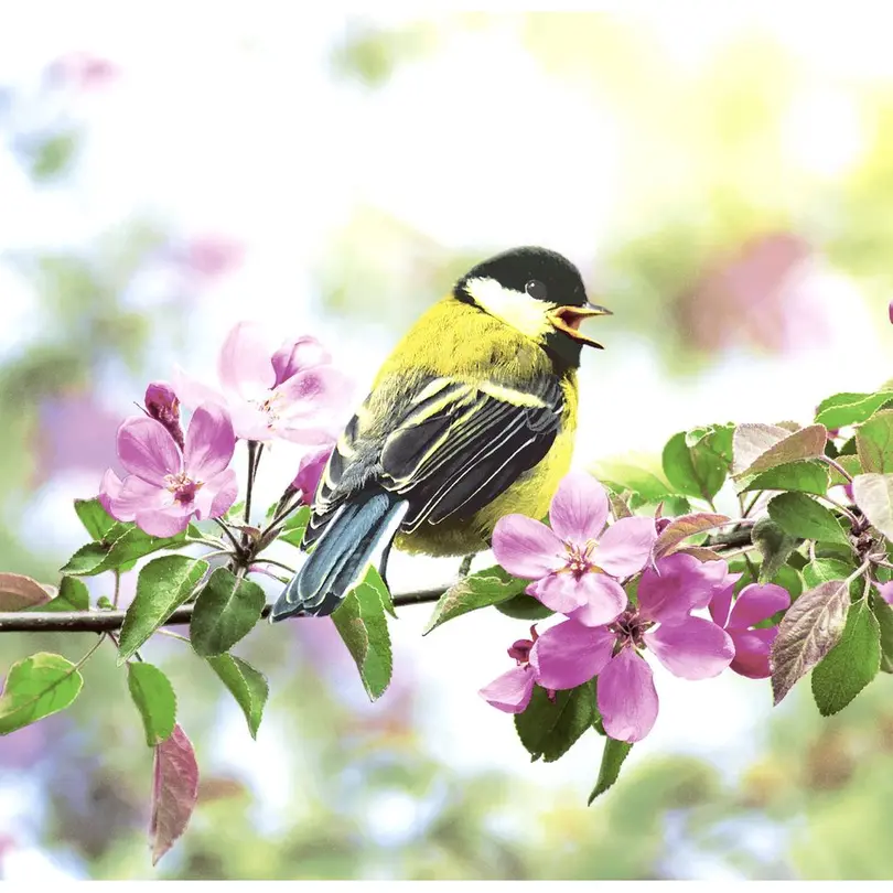 Serviette 20er-Set Spring Bird