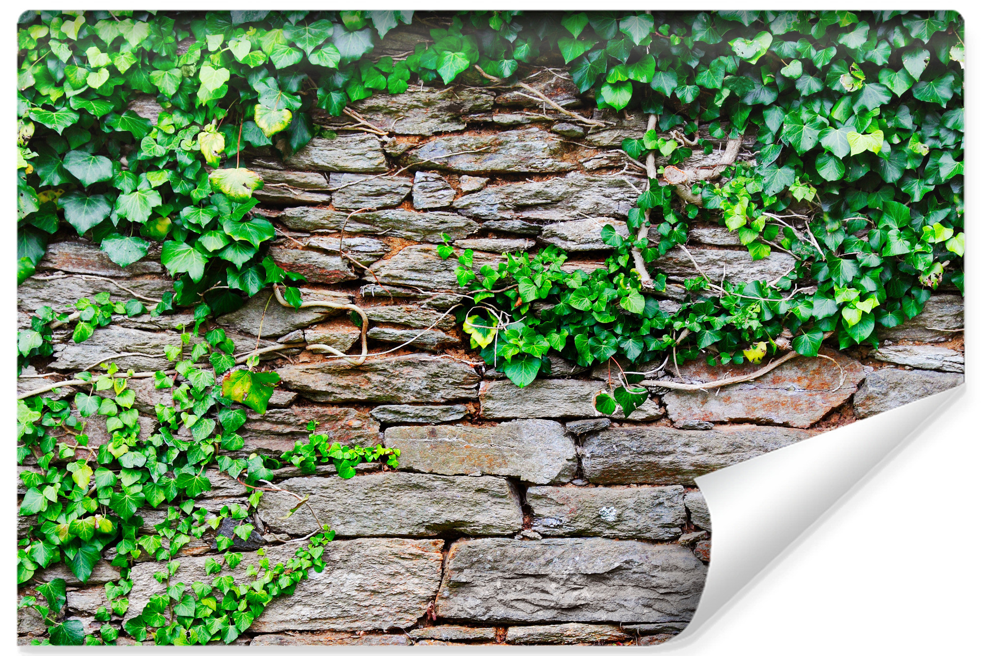 Fototapeta Abstrakcyjny Bluszcz Na Ścianie 90x60cm