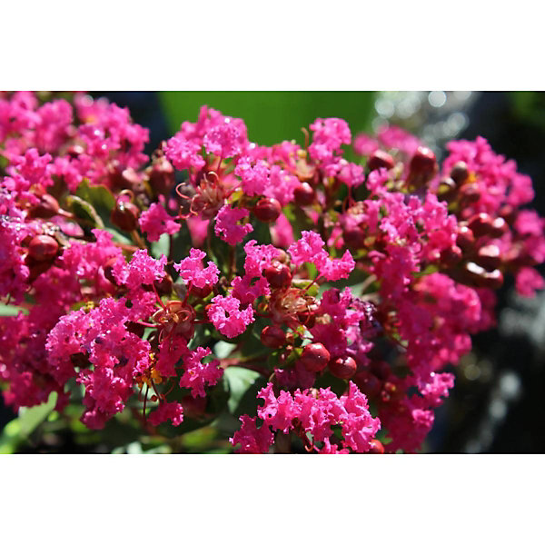 Arbres et plantes - LAGERSTROEMIA with love Kiss C4L - 150cm - Rose vif - Extérieur