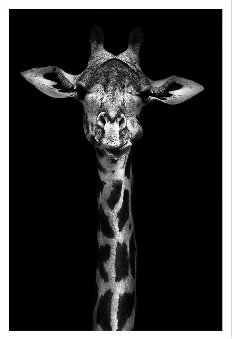- Affiche girafe haute en portrait sans cadre 40x60cm