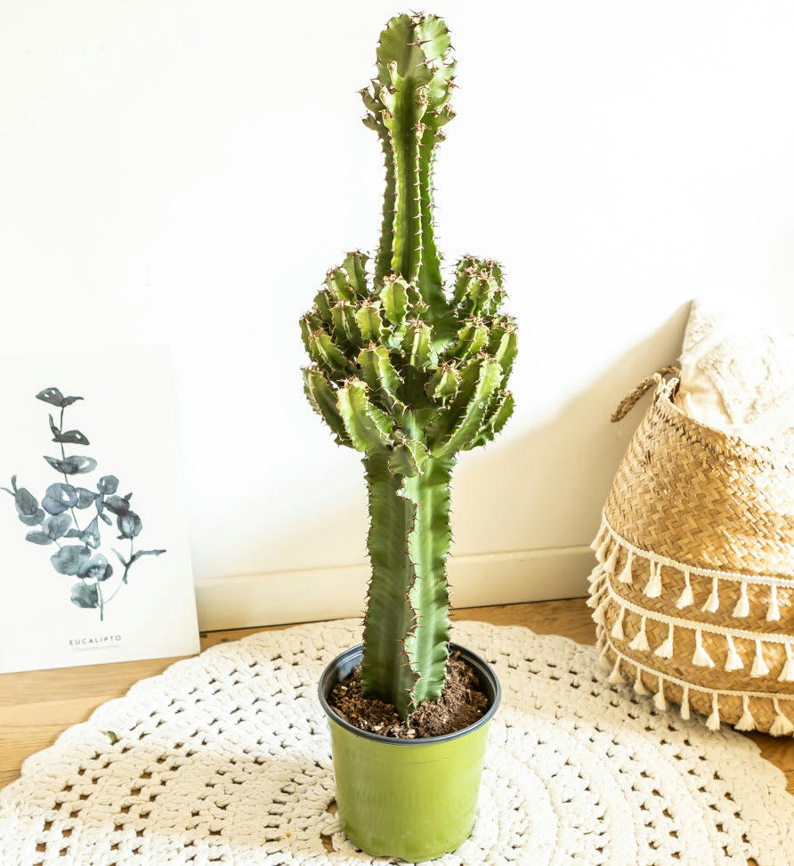 - Grande euphorbe erythrea 90 cm et son cache-pot