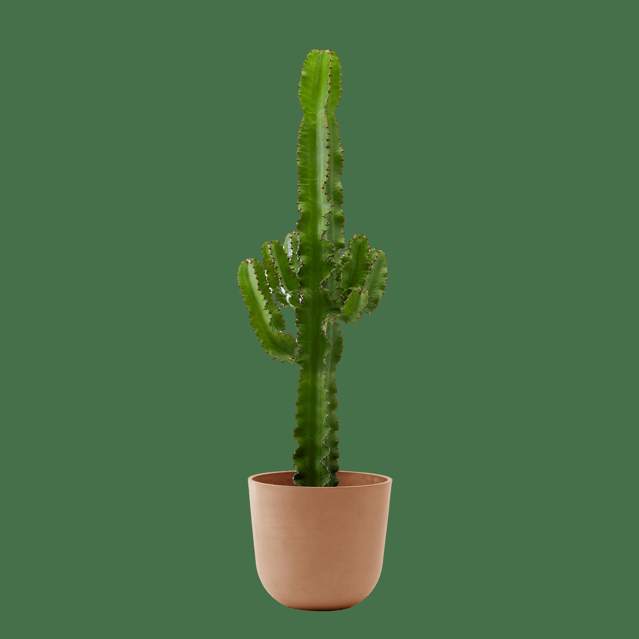 - Plante d'intérieur - Cactus Euphorbe de 80 cm en pot terra