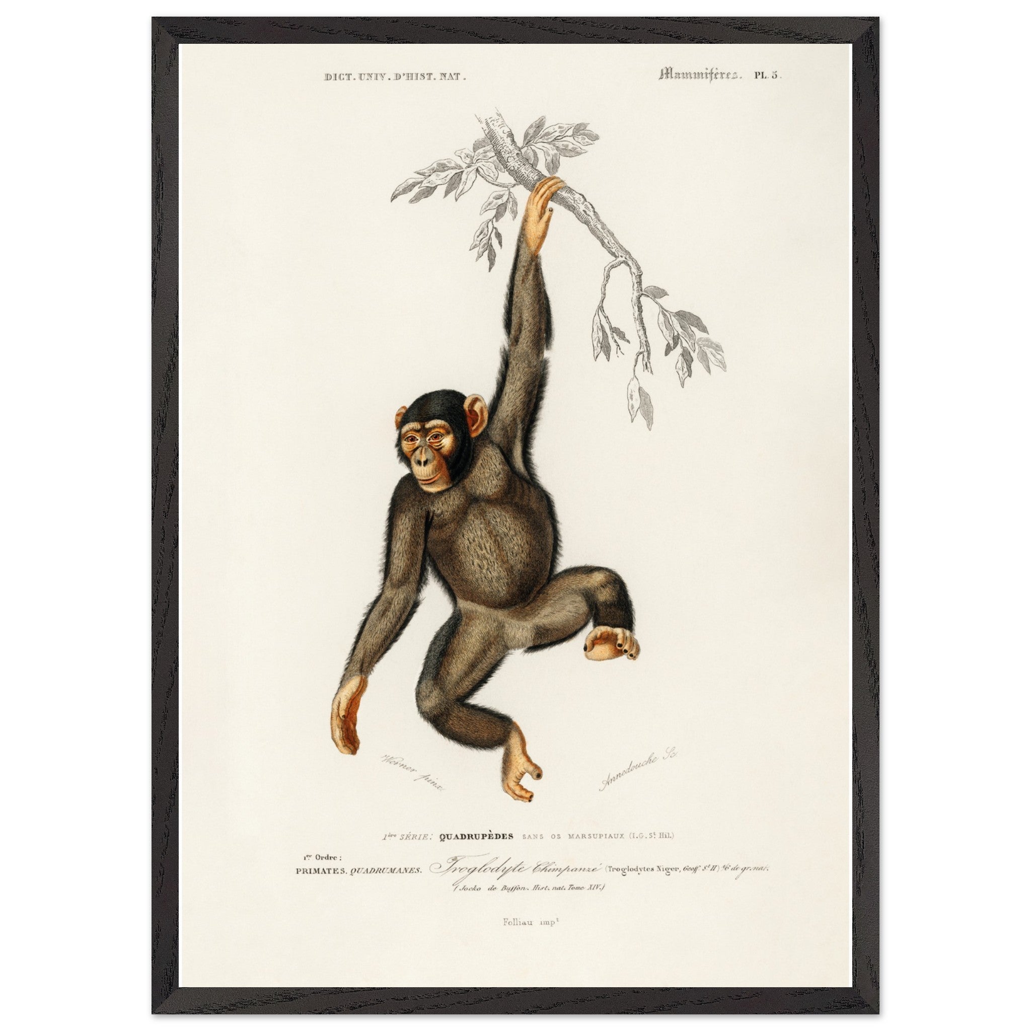 Artfulprints Poster met Lijst Charles Dessalines d'Orbigny - Chimpangze (troglodyte chimpanze)  - 50x70 cm - Bruin