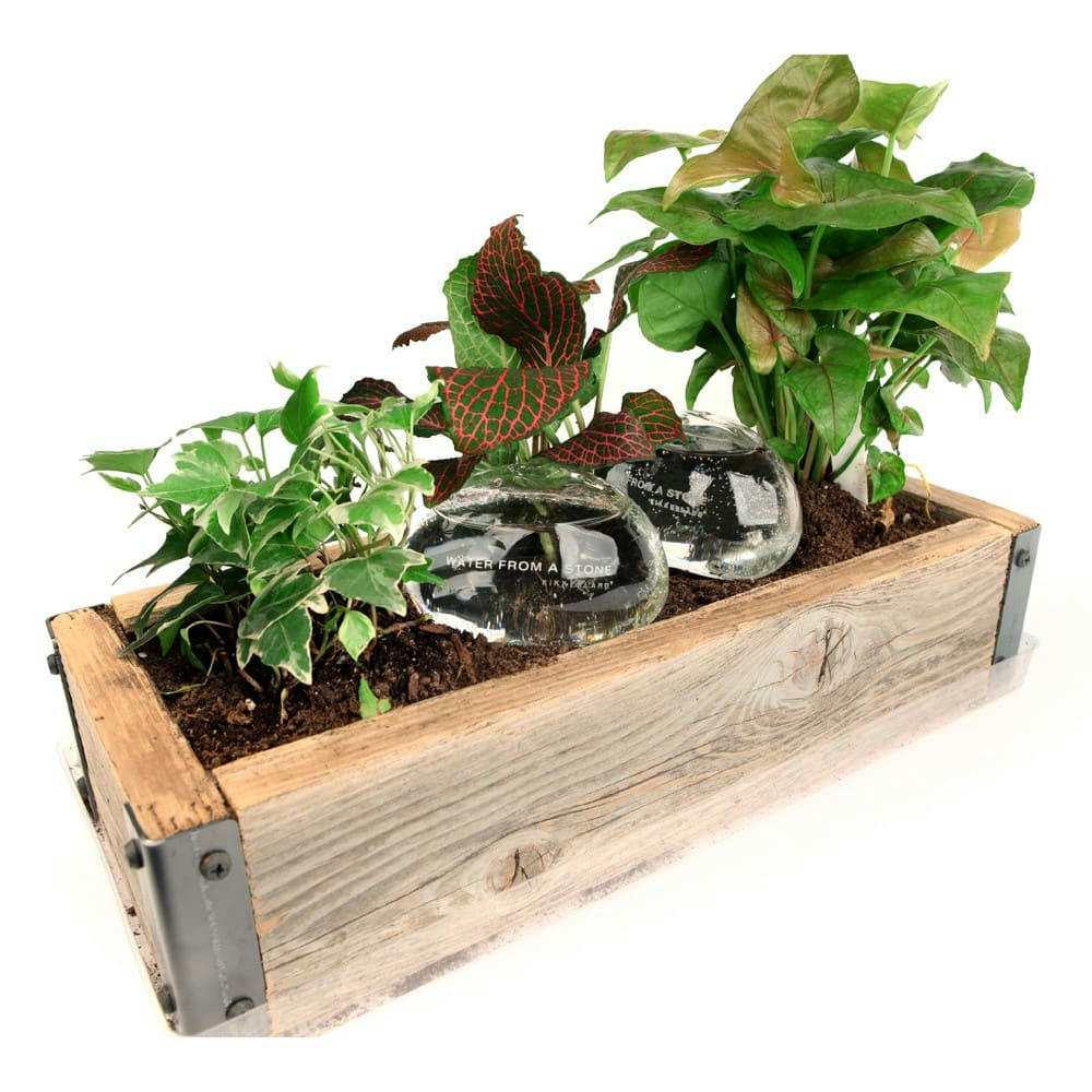 ARROSE - Pierres irrigantes pour plantes