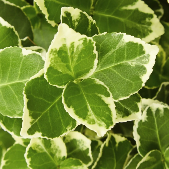 Spindelstrauch, Euonymus fortunei »Emerald Gaiety«, winterhart