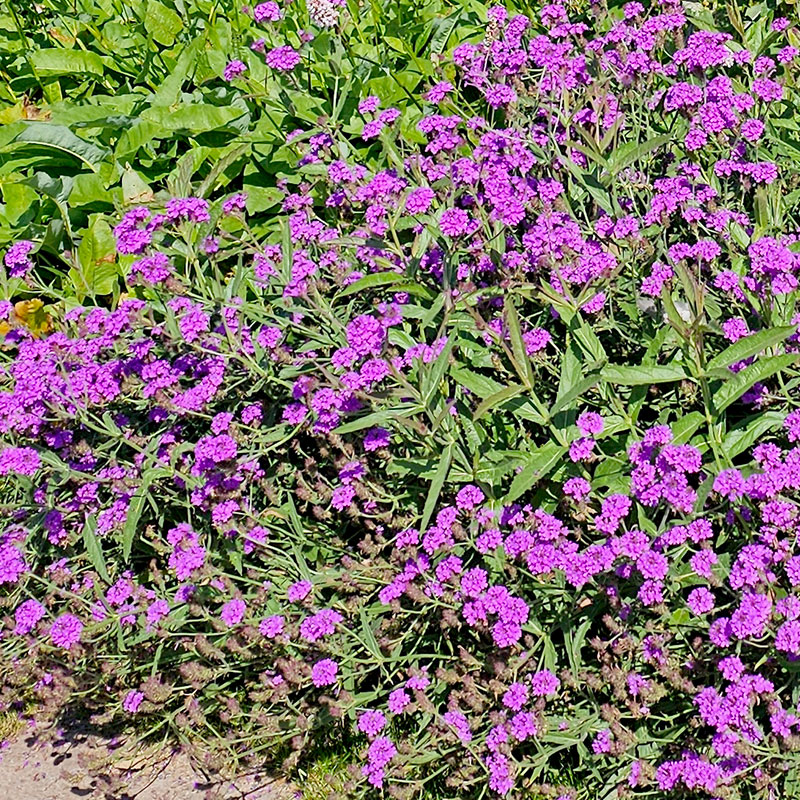 Violverbena 'Venosa', 3-pack