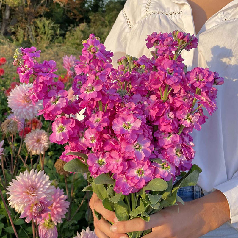 Lövkoja 'Anytime Hot Pink'
