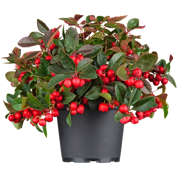 Scheinbeere, Gaultheria procumbens »Big Berry«, max. Wuchshöhe: 20 cm