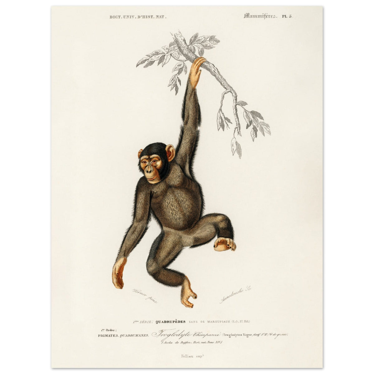 Artfulprints Poster Charles Dessalines d'Orbigny - Chimpangze (troglodyte chimpanze)  - 30x40 cm - Bruin