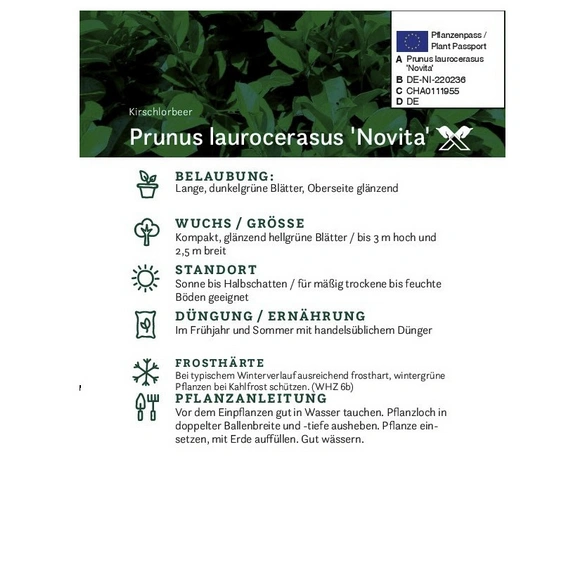 Kirschlorbeer, Prunus laurocerasus »Novita«, Blätter: dunkelgrün, Blüten: weiß