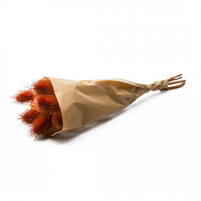 BFS - Botte Chardon Burnt Orange