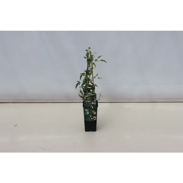 Waldrebe, Clematis tangutica, Blüte: gelb