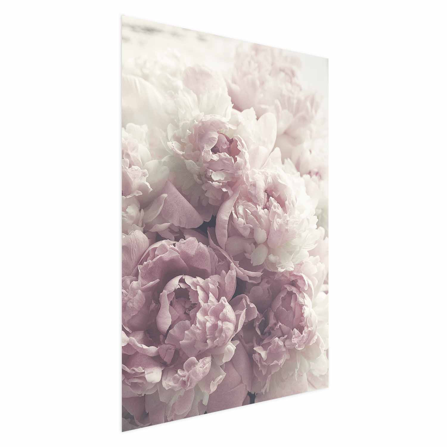 Plakat Delikatne piwonie 21x30 cm