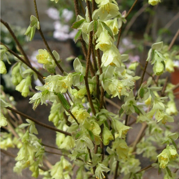Scheinhasel, Corylopsis pauciflora, H 40-60 cm
