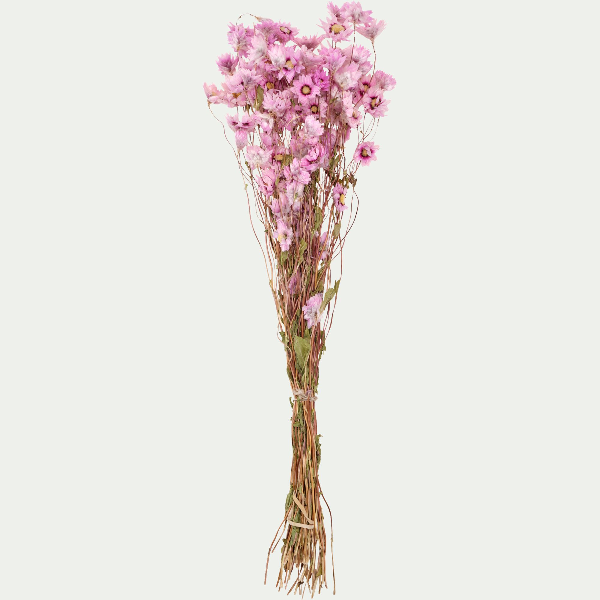 FLORALIE - Botte de rhodantes séchées 50cm - rose