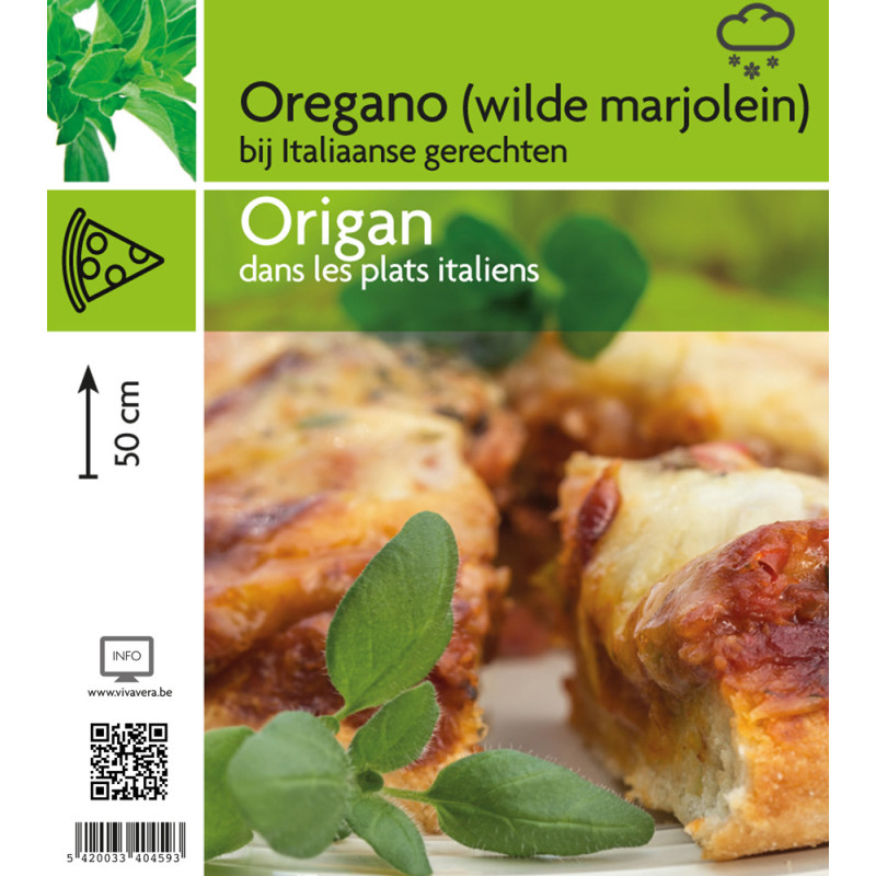 Origan en pot
